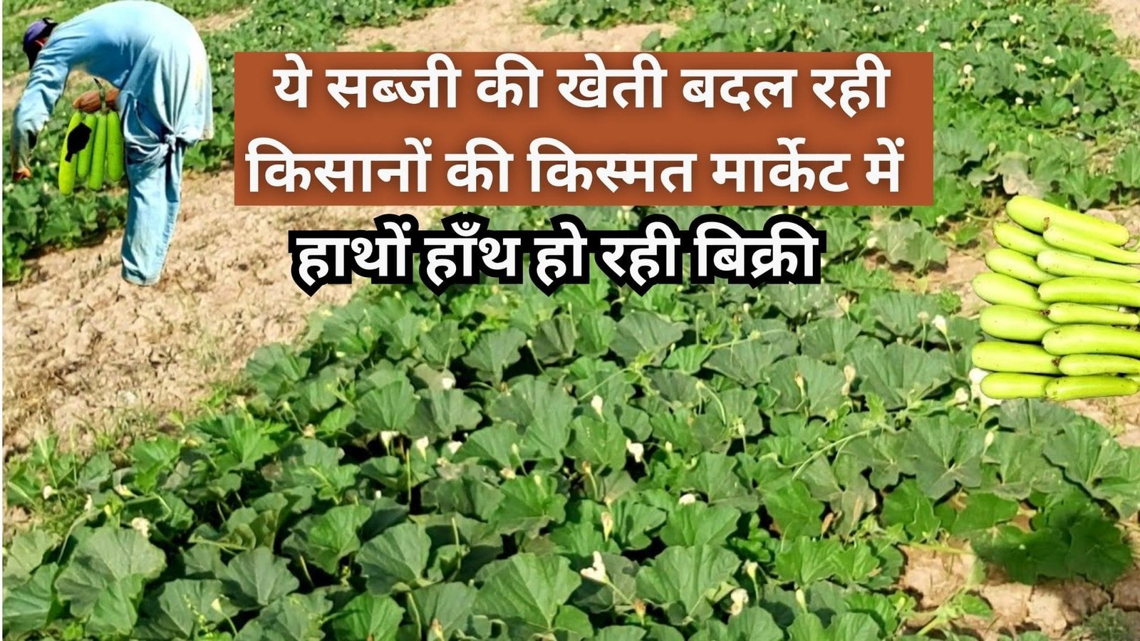 ये सब्जी की खेती बदल रही किसानों की किस्मत, मार्केट में हाथों हाँथ हो रही बिक्री कम दिनों में खेती से आएंगे लाखों, जाने खास बात