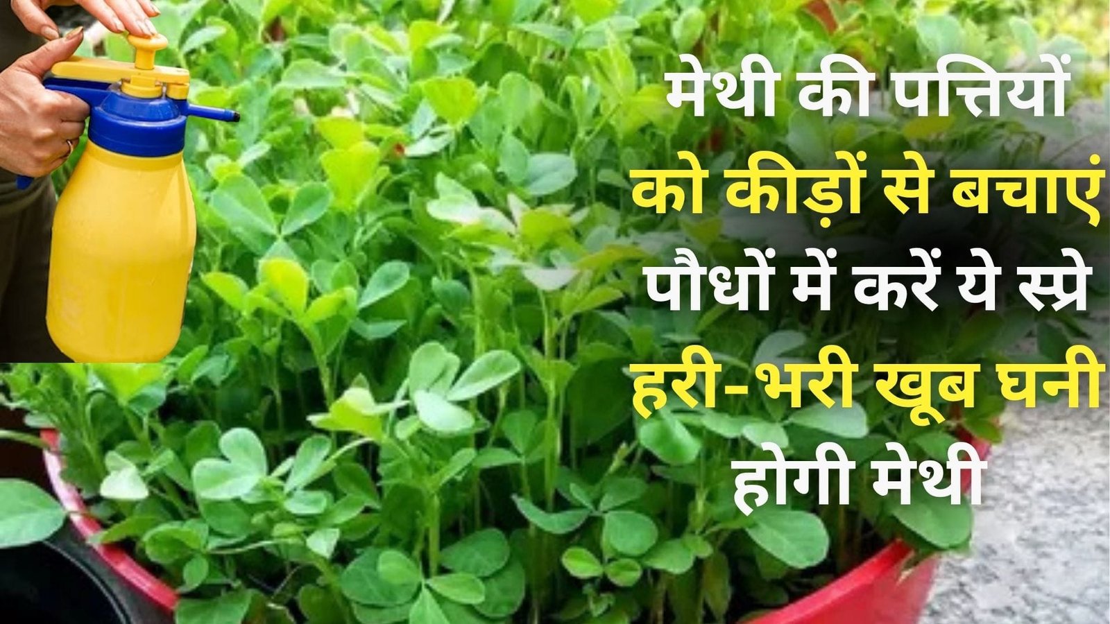 मेथी की पत्तियों को कीड़ों से बचाएं, पौधों में करें ये स्प्रे हरी-भरी खूब घनी होगी मेथी बाजार से खरीदने की जरूरत नहीं पड़ेगी