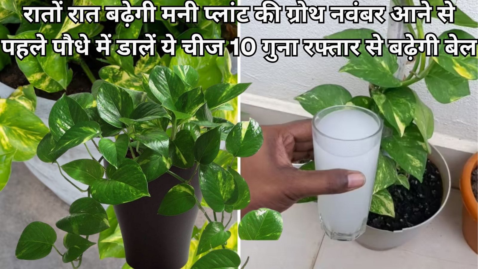 रातों रात बढ़ेगी मनी प्लांट की ग्रोथ, नवंबर आने से पहले पौधे में डालें ये चीज 10 गुना रफ्तार से बढ़ेगी बेल, जाने कैसे