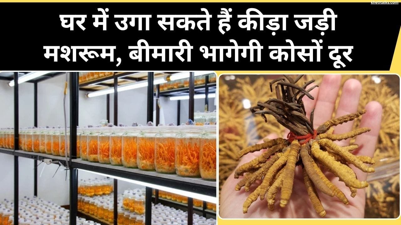 कीड़ा जड़ी मशरूम के फायदे