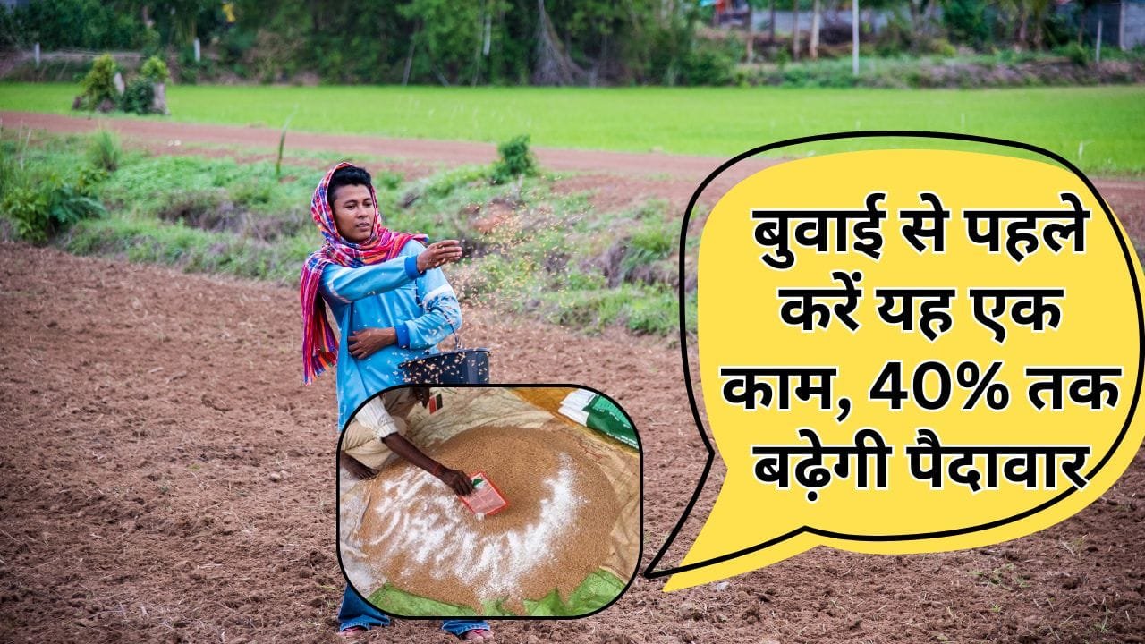 गेहूं-चना और सरसों के बीज का उपचार कैसे करें