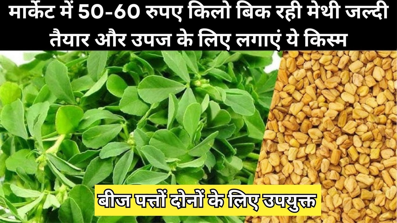 मार्केट में 50-60 रुपए किलो बिक रही मेथी, जल्दी तैयार और उपज के लिए लगाएं ये किस्म बीज पत्तों दोनों के लिए उपयुक्त