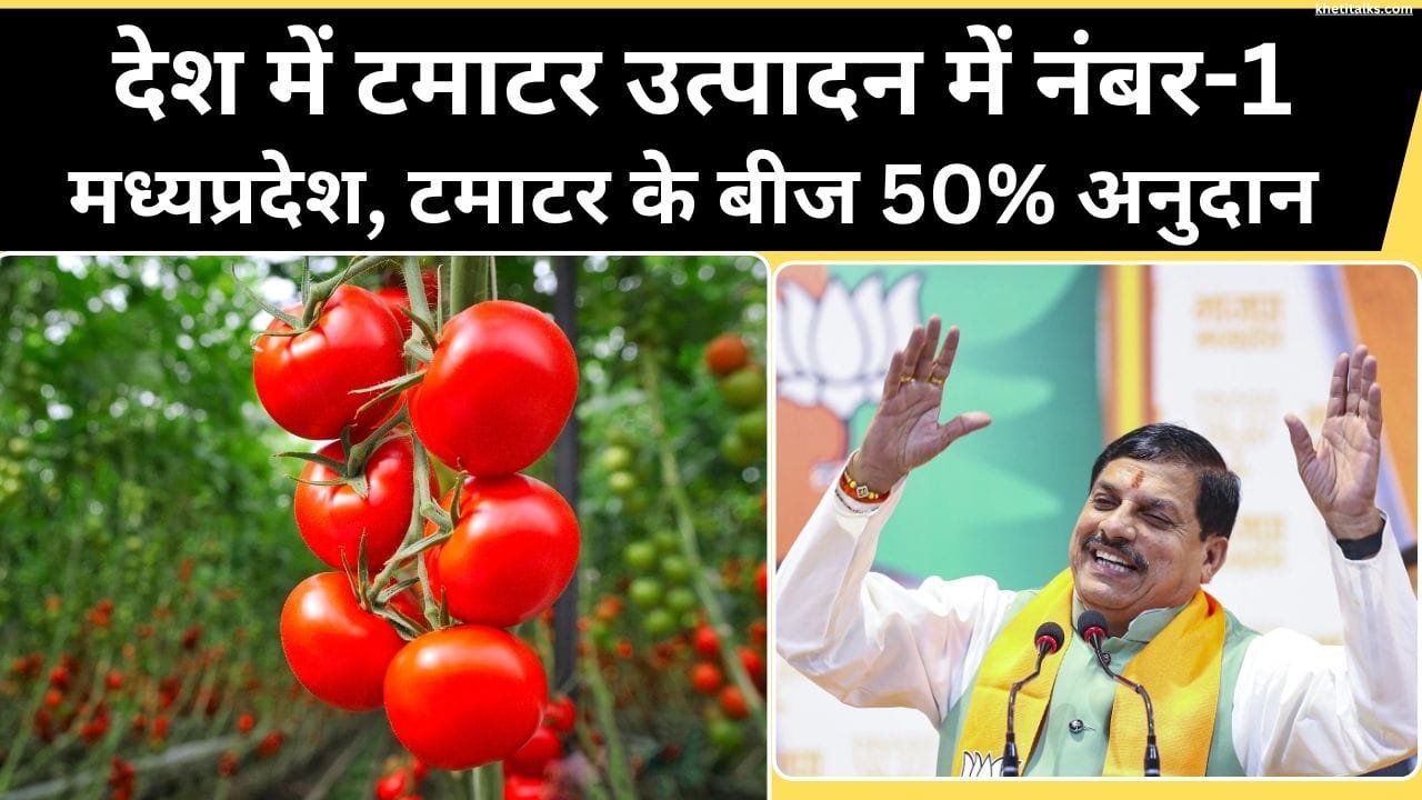 टमाटर उत्पादन में नंबर 1 मध्य प्रदेश