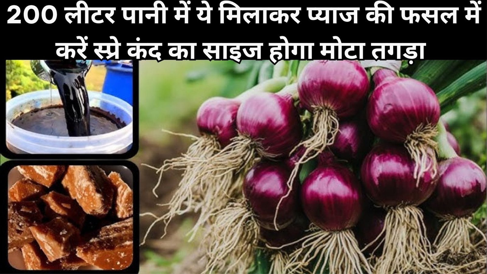 200 लीटर पानी में ये मिलाकर प्याज की फसल में करें स्प्रे, कंद का साइज होगा मोटा तगड़ा सड़न की समस्या भी होगी खत्म, जाने नाम