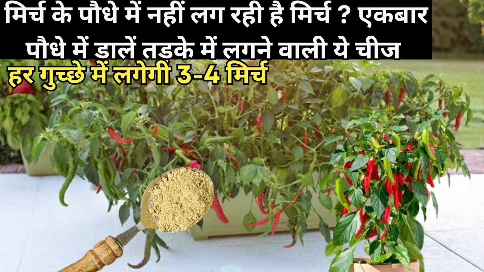 मिर्च के पौधे में नहीं लग रही है मिर्च, एकबार पौधे में डालें तड़के में लगने वाली ये चीज हर गुच्छे में लगेगी 3-4 मिर्च, जाने नाम
