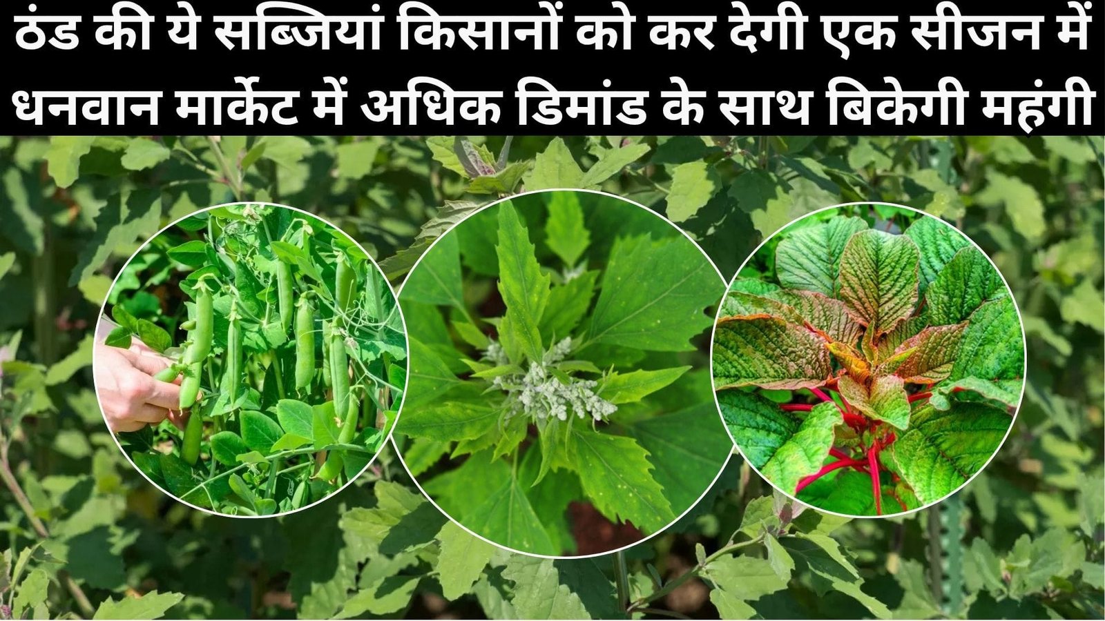 ठंड की ये सब्जियां किसानों को कर देगी एक सीजन में धनवान, मार्केट में अधिक डिमांड के साथ बिकेगी महंगी, जाने नाम