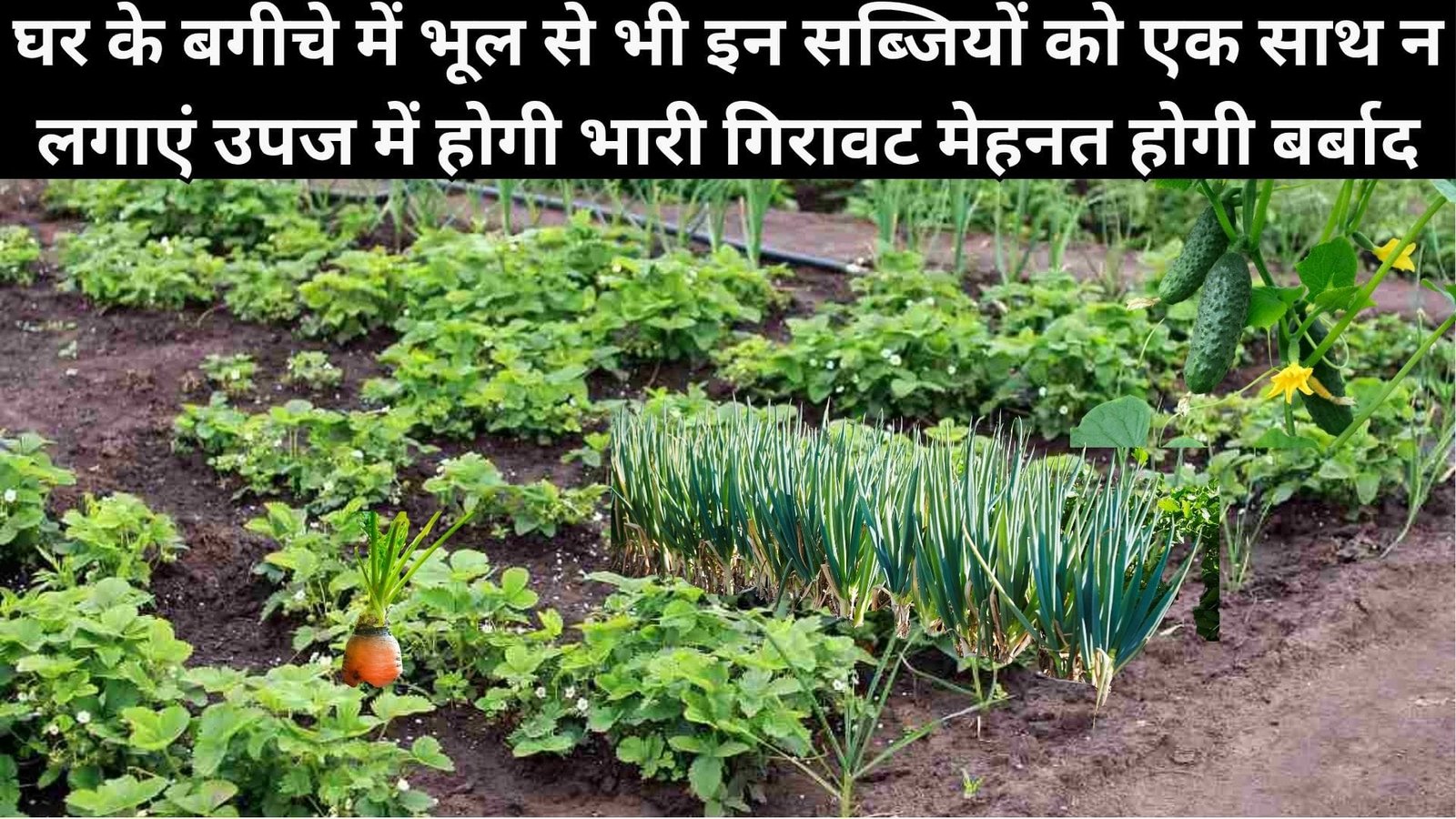 Gardening tips: घर के बगीचे में भूल से भी इन सब्जियों को एक साथ न लगाएं, उपज में होगी भारी गिरावट मेहनत होगी बर्बाद