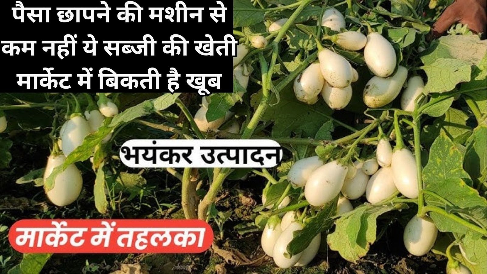 पैसा छापने की मशीन से कम नहीं ये सब्जी की खेती, मार्केट में बिकती है खूब खेती से अंधाधुन होगी कमाई, जाने नाम