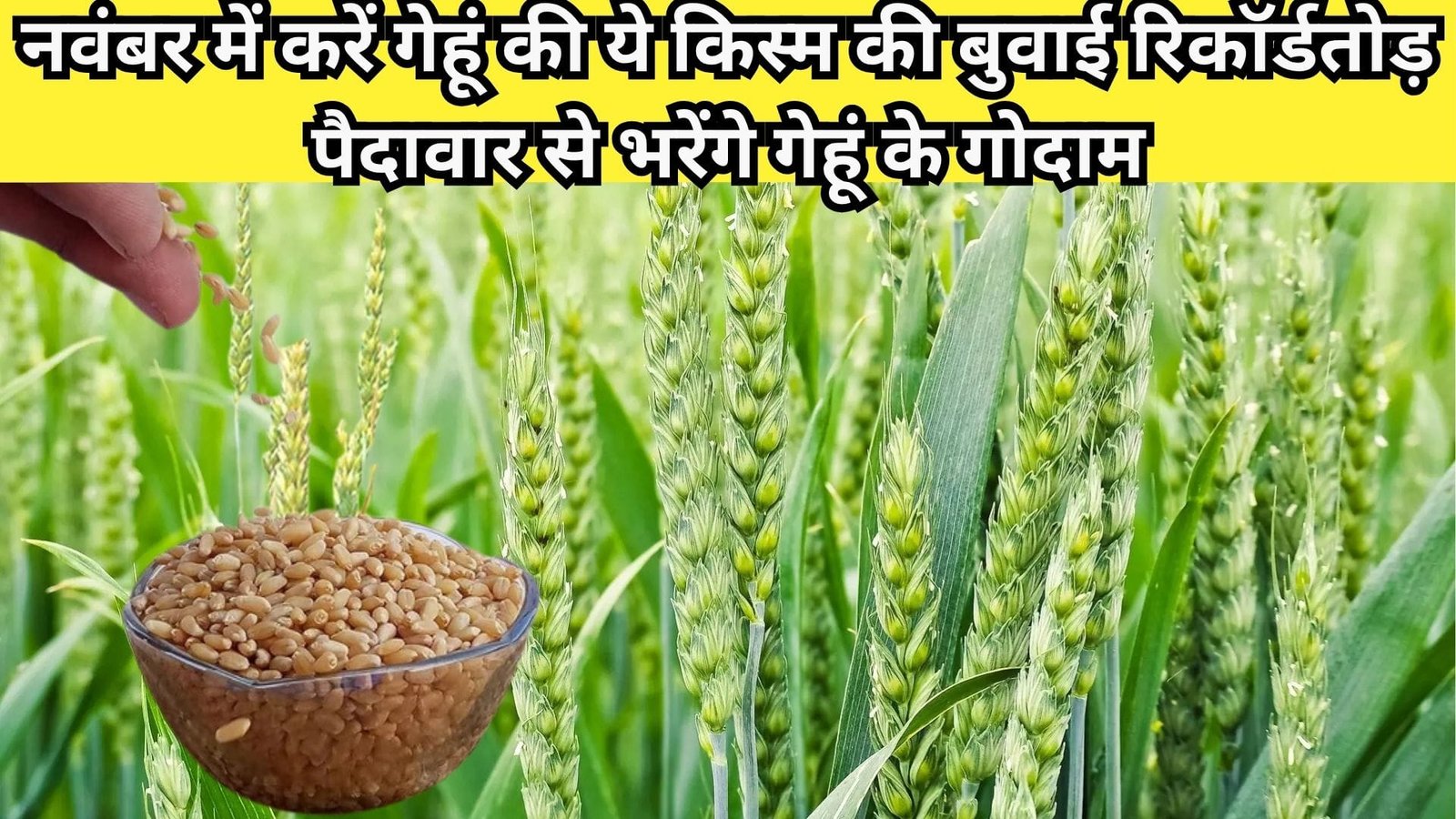नवंबर में करें गेहूं की ये किस्म की बुवाई, रिकॉर्डतोड़ पैदावार से भरेंगे गेहूं के गोदाम, जानिए अवधि से लेकर सिंचाई सभी विशेषताओं के बारे में..