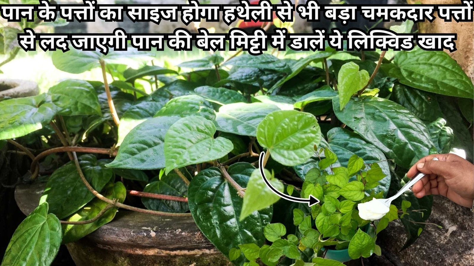 पान के पत्तों का साइज होगा हथेली से भी बड़ा, चमकदार पत्तों से लद जाएगी पान की बेल गमले की मिट्टी में डालें ये लिक्विड खाद
