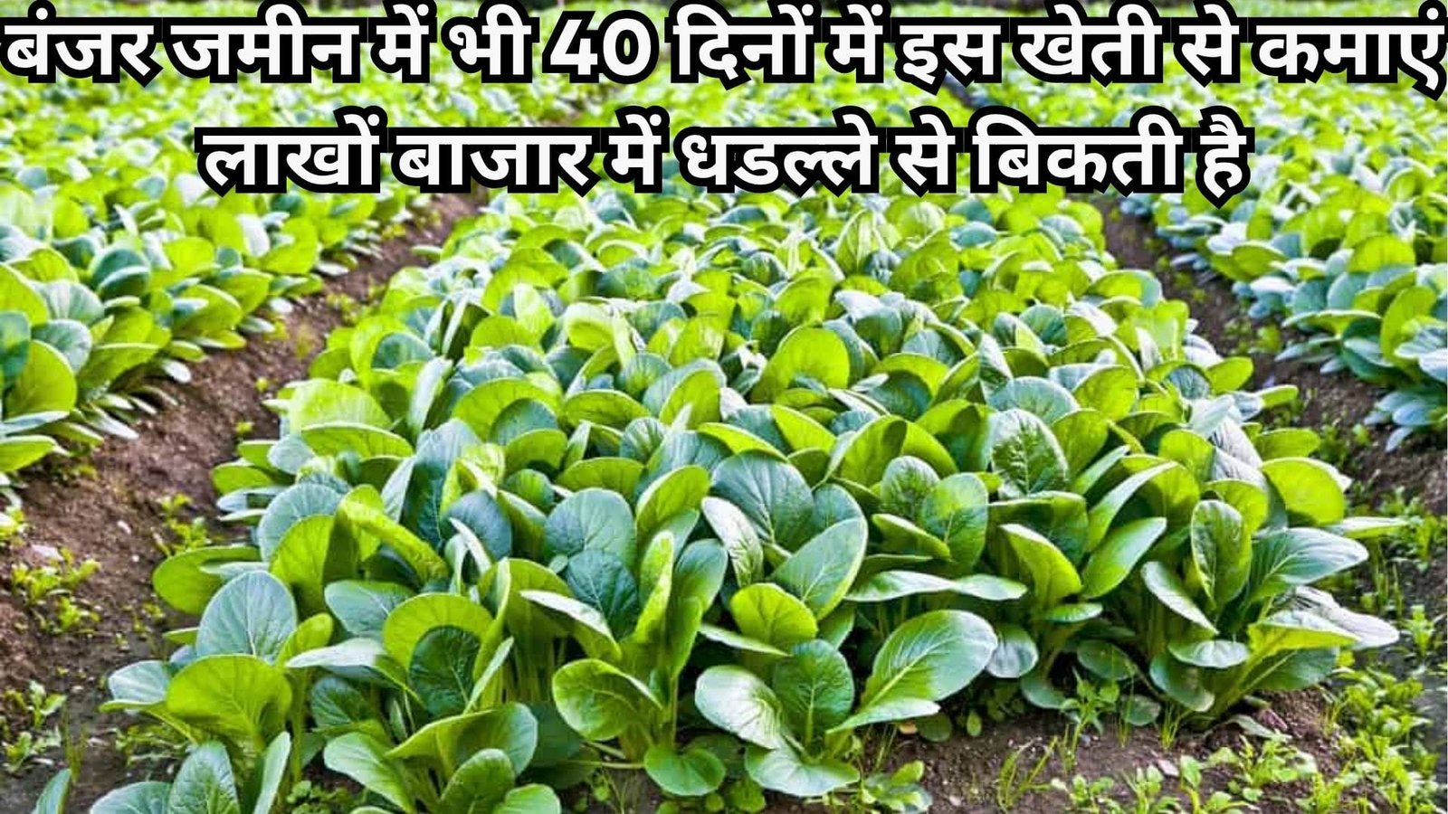 बंजर जमीन में भी 40 दिनों में इस खेती से कमाएं लाखों, बाजार में धडल्ले से बिकती है लागत-मेहनत-अवधि कम मुनाफा ज्यादा, जाने नाम
