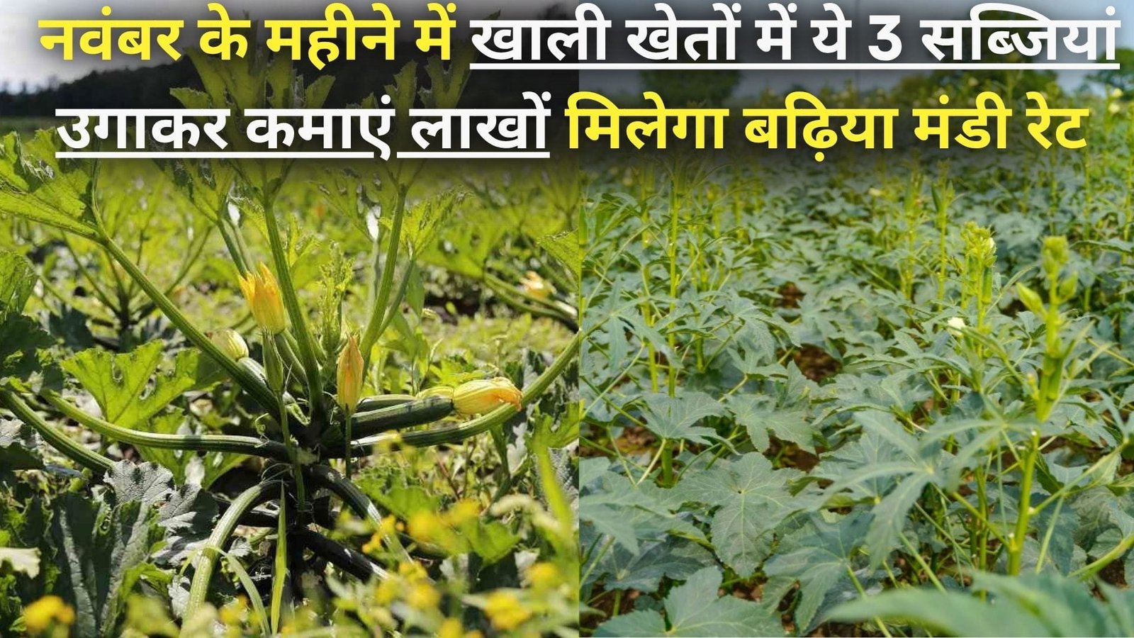 नवंबर के महीने में खाली खेतों में ये 3 सब्जियां उगाकर कमाएं लाखों, मिलेगा बढ़िया मंडी रेट मालामाल हो जाएंगे किसान