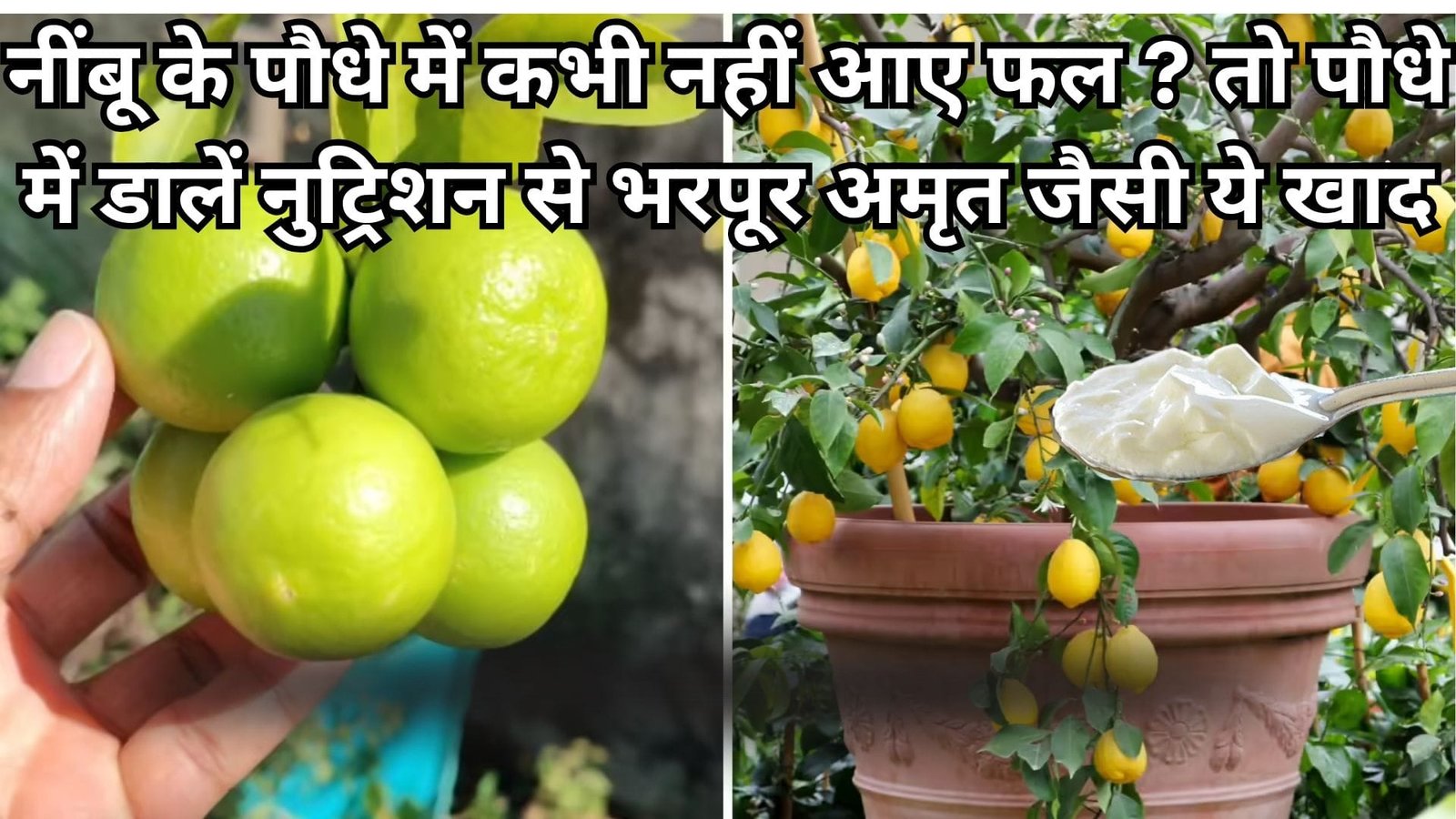 नींबू के पौधे में कभी नहीं आए फल ? तो पौधे में डालें नुट्रिशन से भरी अमृत जैसी ये खाद, इतने फल लगेंगे की पडोसी देखकर चौंक उठेगा