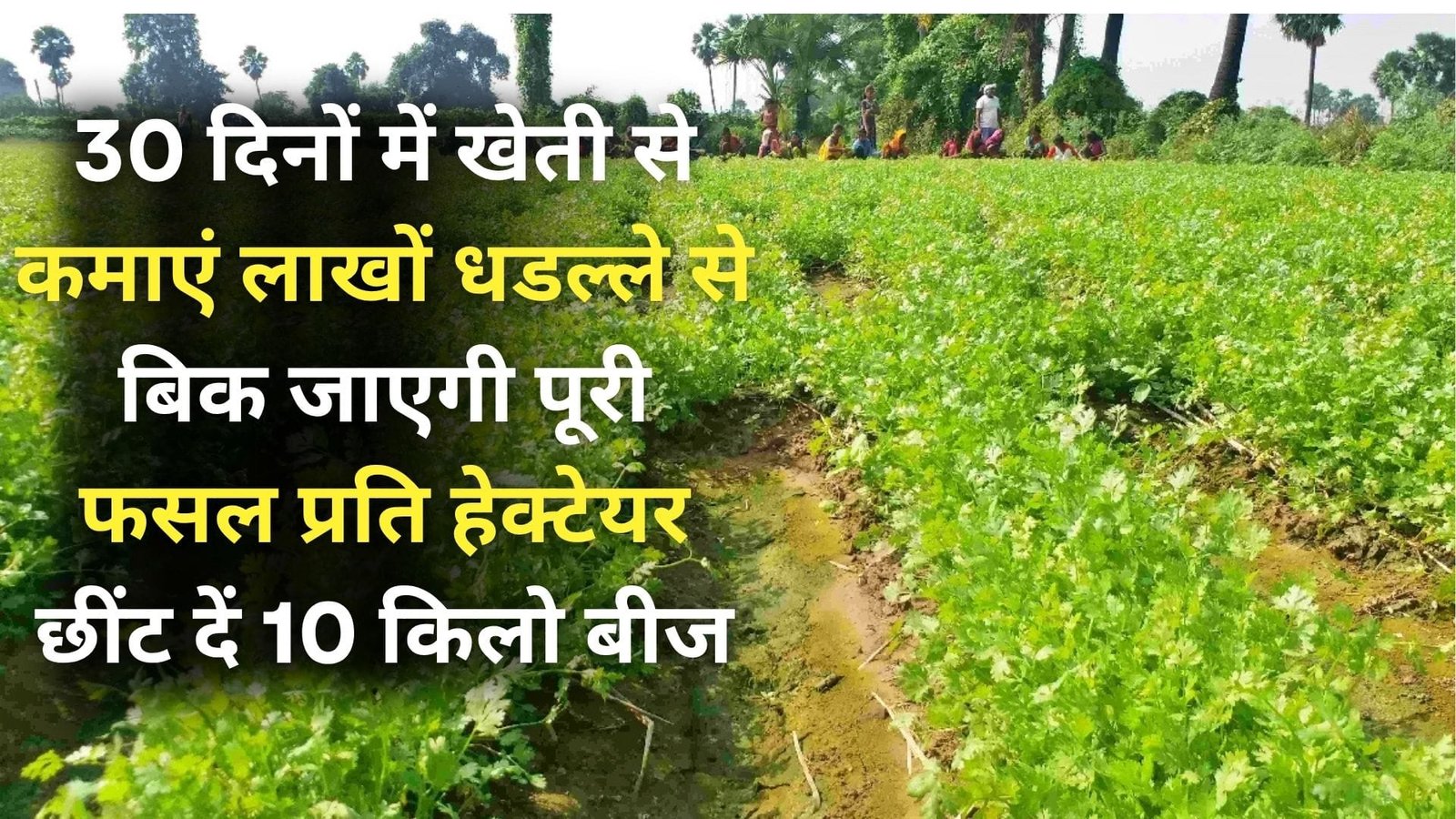30 दिनों में खेती से कमाएं लाखों, धडल्ले से बिक जाएगी पूरी फसल प्रति हेक्टेयर छींट दें 10 किलो बीज हरी पत्तियों से लहरा उठेगा खेत