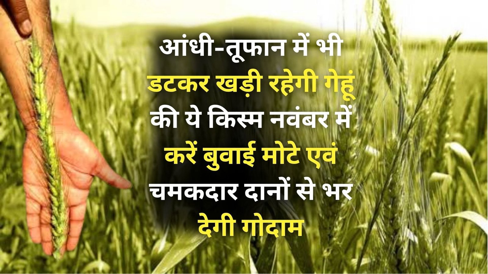 आंधी-तूफान में भी डटकर खड़ी रहेगी गेहूं की ये वैरायटी, नवंबर में करें बुवाई मोटे एवं चमकदार दानों से भर देगी गोदाम, जाने नाम