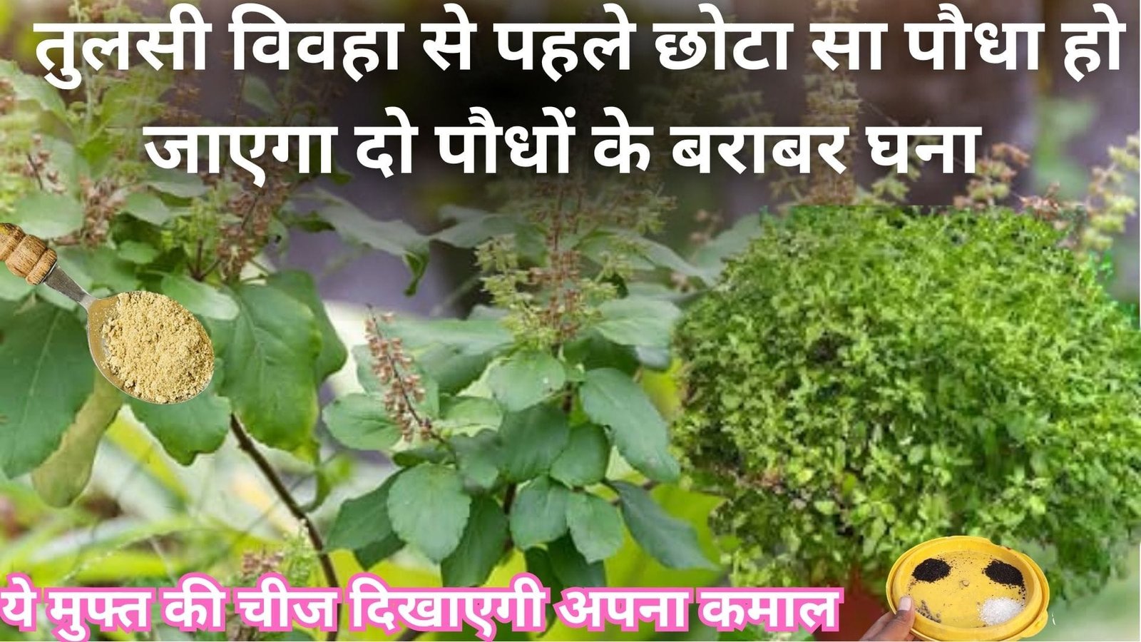तुलसी के पौधे में मुफ्त की चीज दिखाएगी अपना कमाल, तुलसी विवहा से पहले छोटा सा पौधा हो जाएगा दो पौधों के बराबर घना