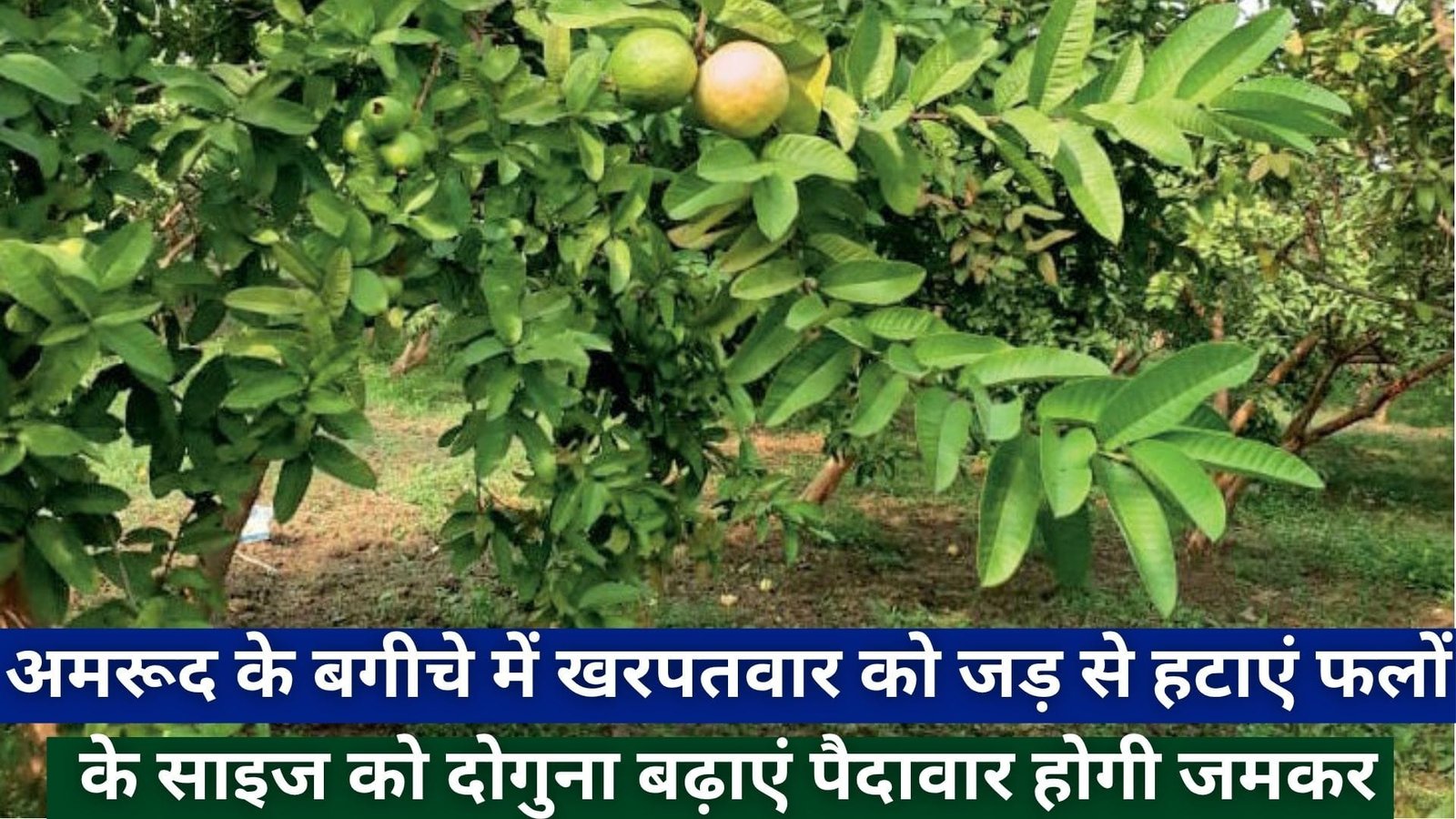 अमरूद के बगीचे में खरपतवार को जड़ से हटाएं, फलों के साइज को दोगुना बढ़ाएं पैदावार होगी जमकर, जाने कैसे