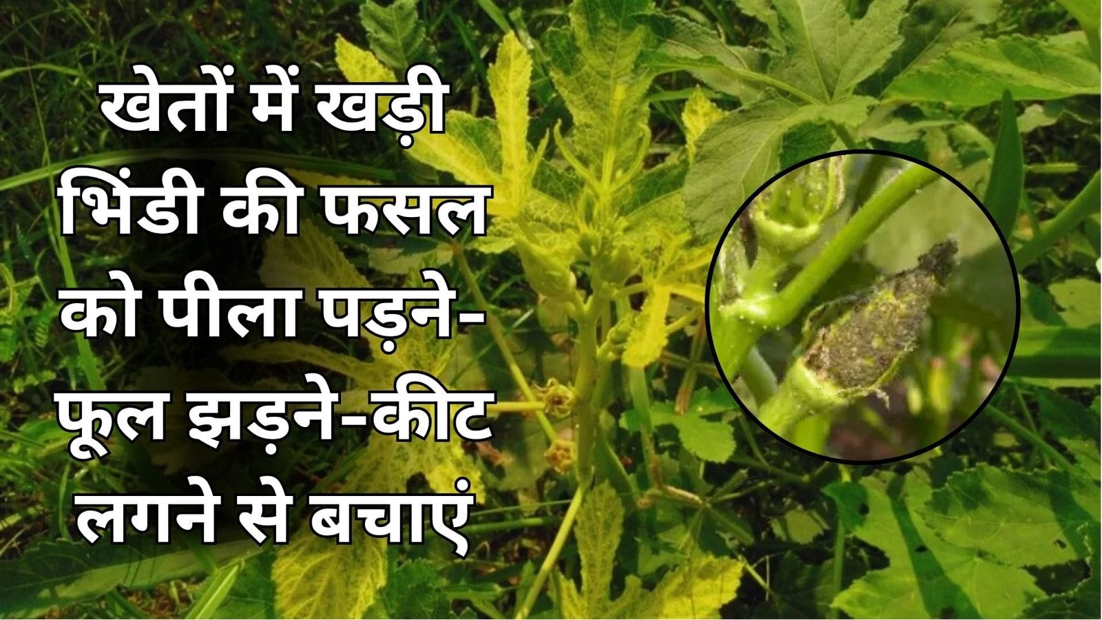 खेतों में खड़ी भिंडी की फसल को पीला पड़ने-फूल झड़ने-कीट लगने से बचाएं, 200 लीटर पानी में ये मिलाकर करें छिड़काव