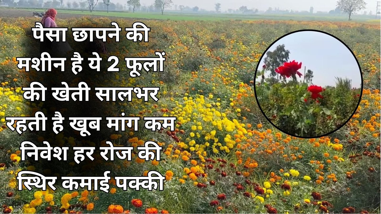 पैसा छापने की मशीन है ये 2 फूलों की खेती, सालभर रहती है खूब मांग कम निवेश हर रोज की स्थिर कमाई पक्की, जाने नाम