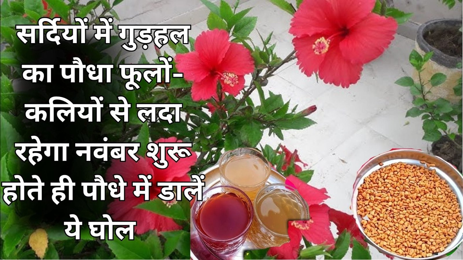 सर्दियों में गुड़हल का पौधा फूलों-कलियों से लदा रहेगा, नवंबर शुरू होते ही पौधे में डालें ये घोल फूलों का साइज भी बड़ा होगा, जाने बनाने की विधि