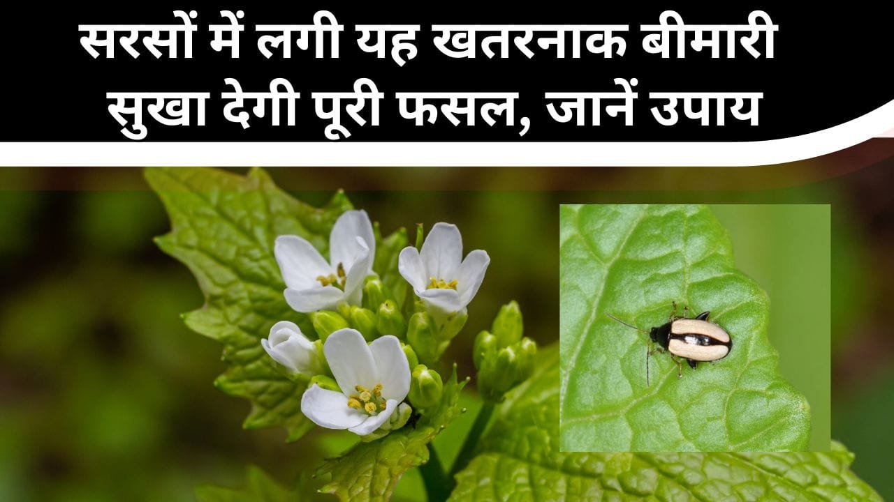 सरसों के पौधों को सुखाने वाला रोग