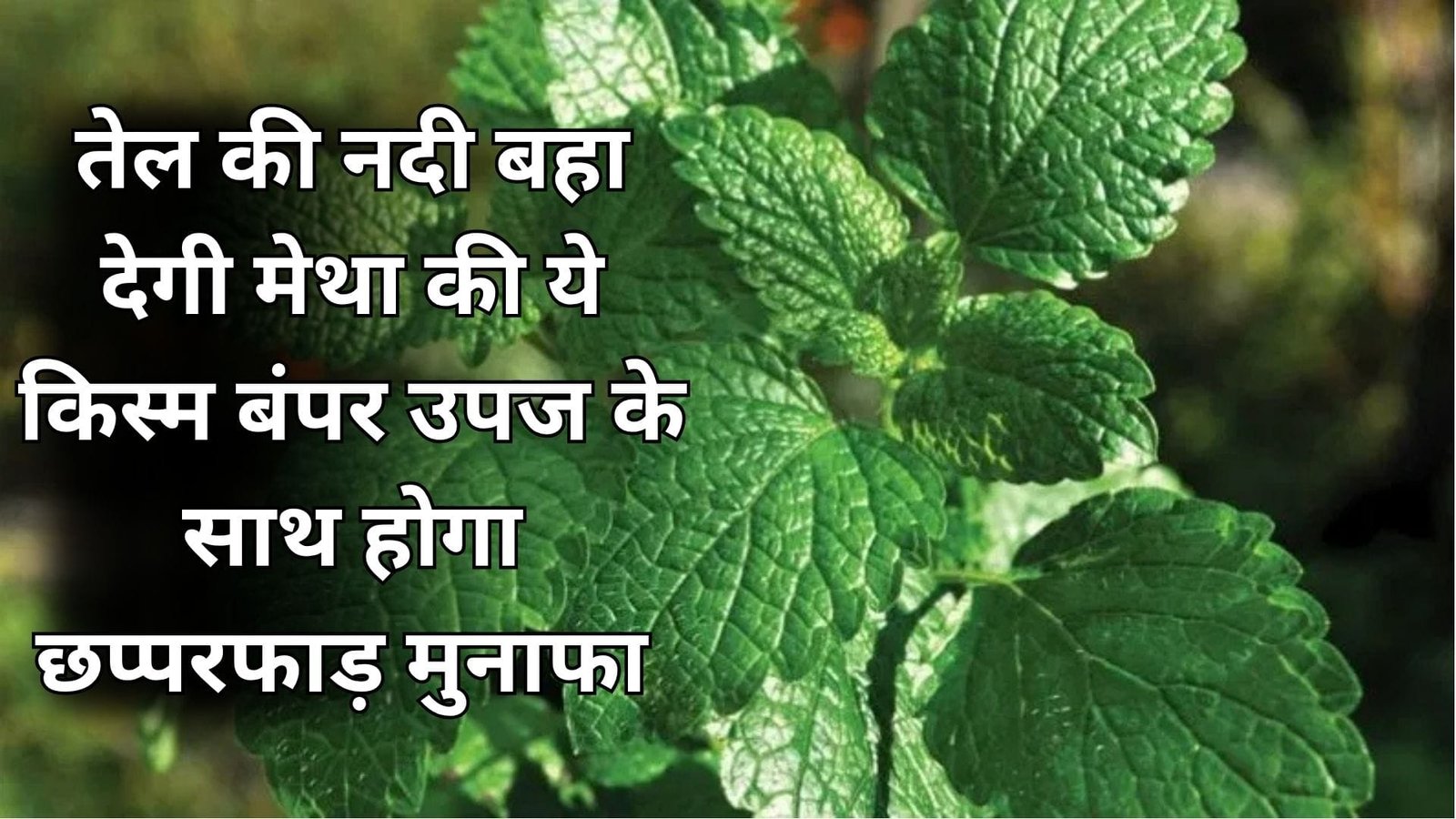 तेल की नदी बहा देगी मेथा की ये किस्म, बंपर उपज के साथ होगा छप्परफाड़ मुनाफा मार्केट में खूब डिमांड, जाने खासियत