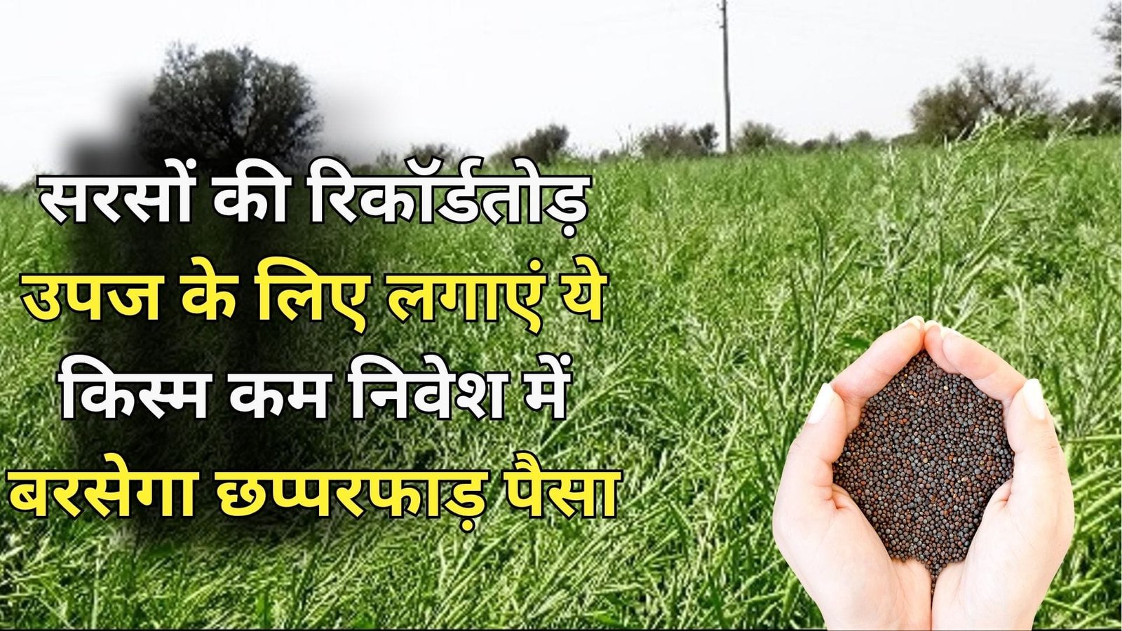 सरसों की रिकॉर्डतोड़ उपज के लिए नवंबर में लगाएं ये किस्म, कम निवेश में बरसेगा छप्परफाड़ पैसा, जाने उत्कृष्ट विशेषताएं