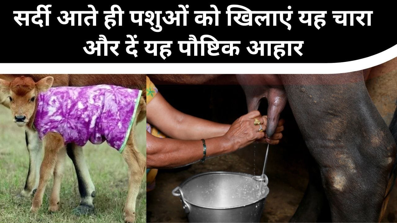 सर्दियों में पशुओं को क्या खिलाएं