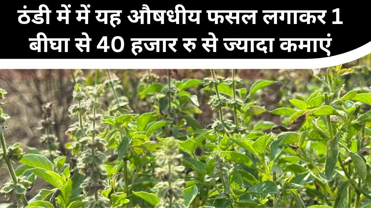 ठंडी के लिए मुनाफे वाली फसल