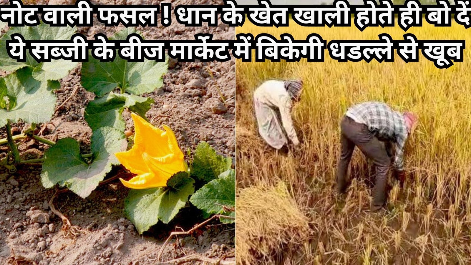 नोट वाली फसल ! धान के खेत खाली होते ही बो दें ये सब्जी के बीज, मार्केट में बिकेगी धडल्ले से खूब कमाई होगी दिन दूनी, जाने नाम