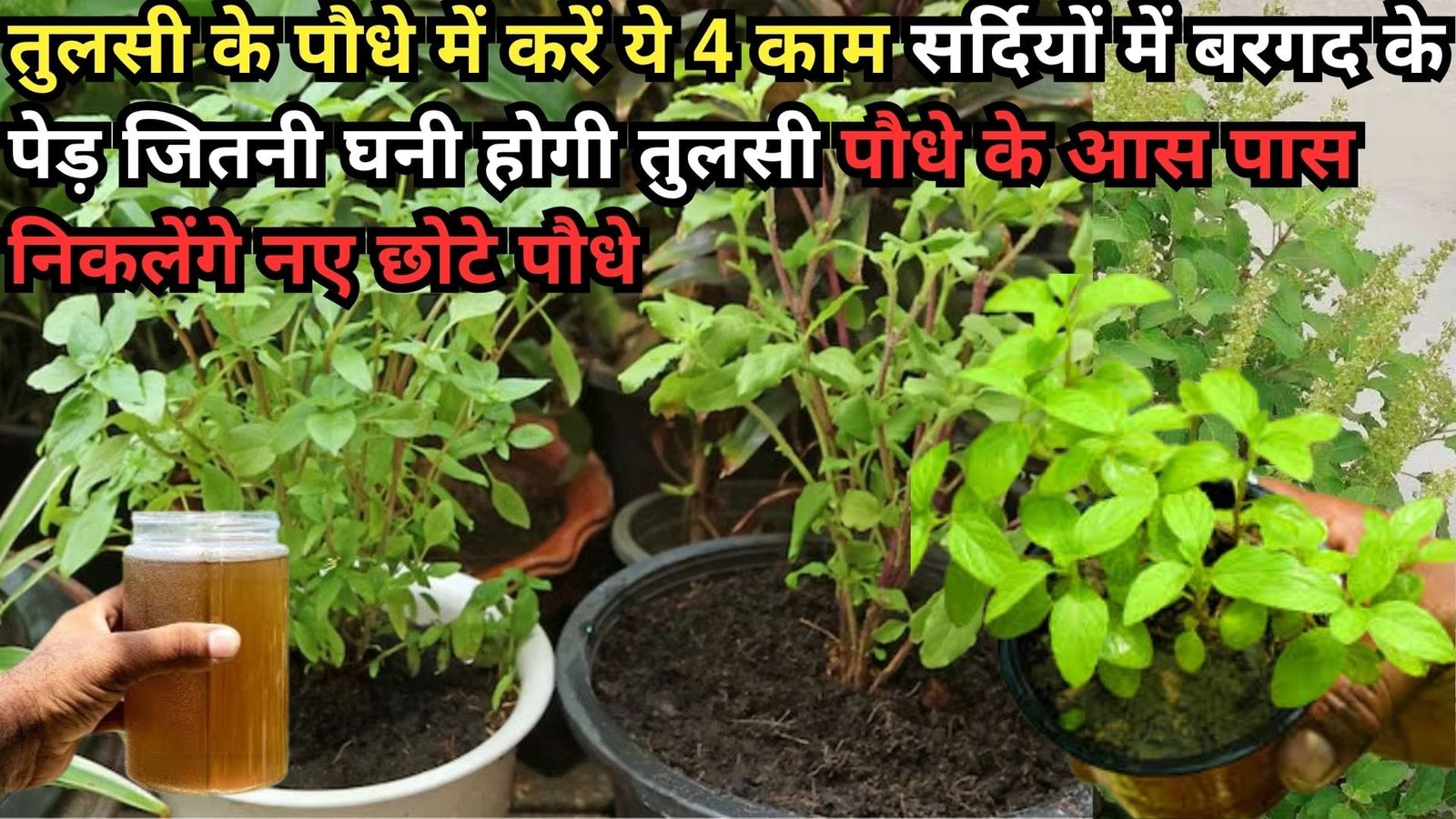तुलसी के पौधे में करें ये 4 काम, सर्दियों में बरगद के पेड़ जितनी घनी होगी तुलसी पौधे के आस पास निकलेंगे नए छोटे पौधे