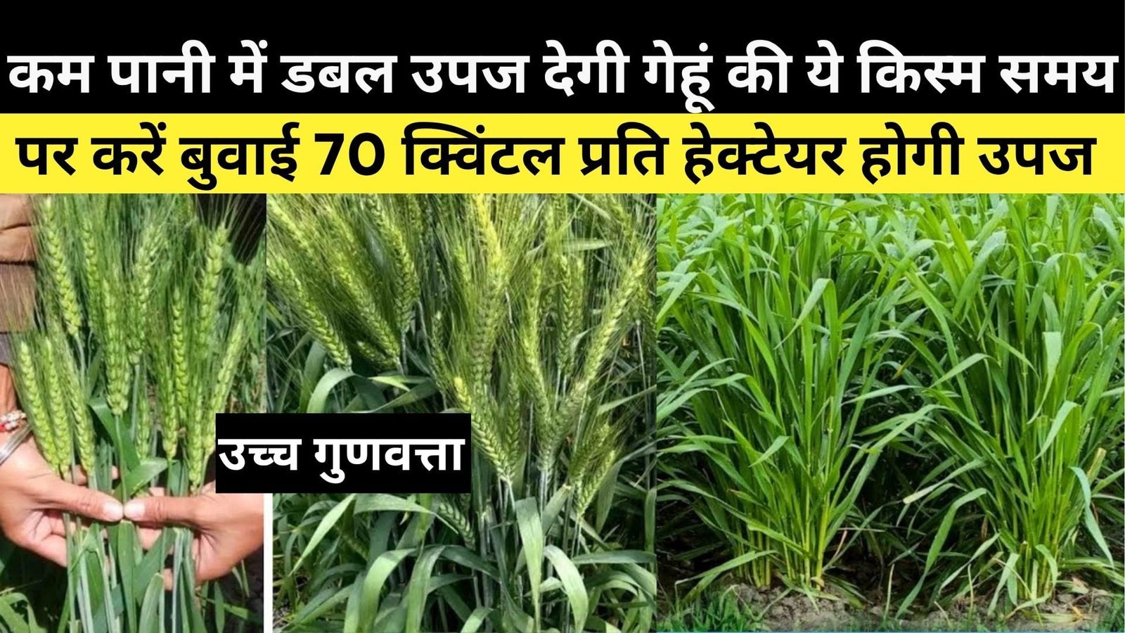 कम पानी में डबल उपज देगी गेहूं की ये किस्म, समय पर करें बुवाई गुणवत्ता देख डिमांड इतनी की खेत में लग जाएगी खरीदने वालों की भीड़