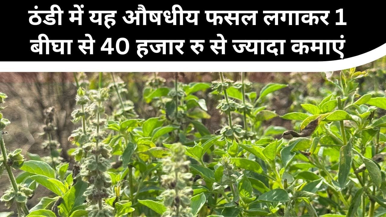 ठंडी के लिए मुनाफे वाली फसल