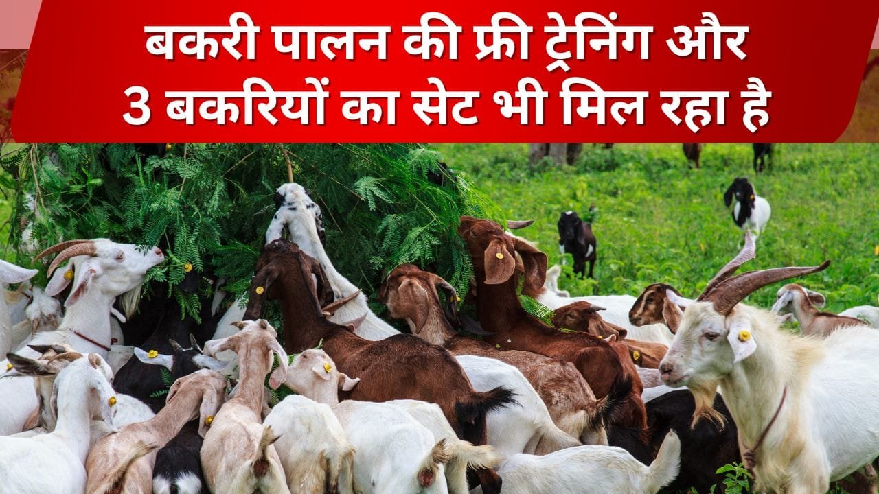 कहां मिलेगी बकरी पालन की फ्री ट्रेनिंग