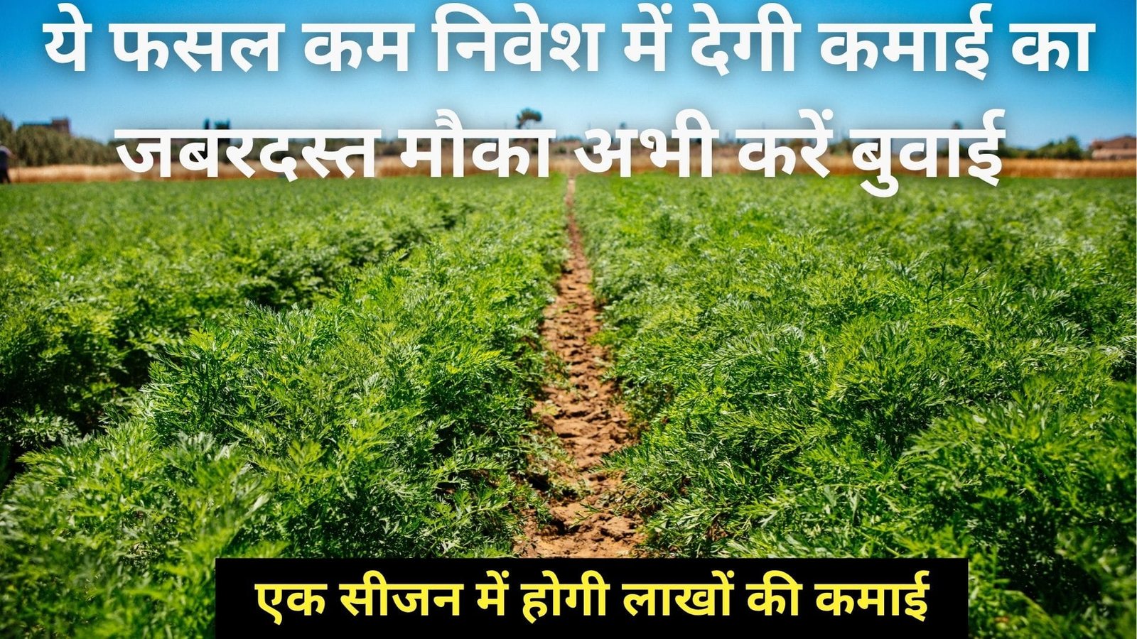 ये फसल कम निवेश में देगी कमाई का जबरदस्त मौका, अभी करें बुवाई एक सीजन में होगी लाखों की कमाई खूब है डिमांड, जाने नाम