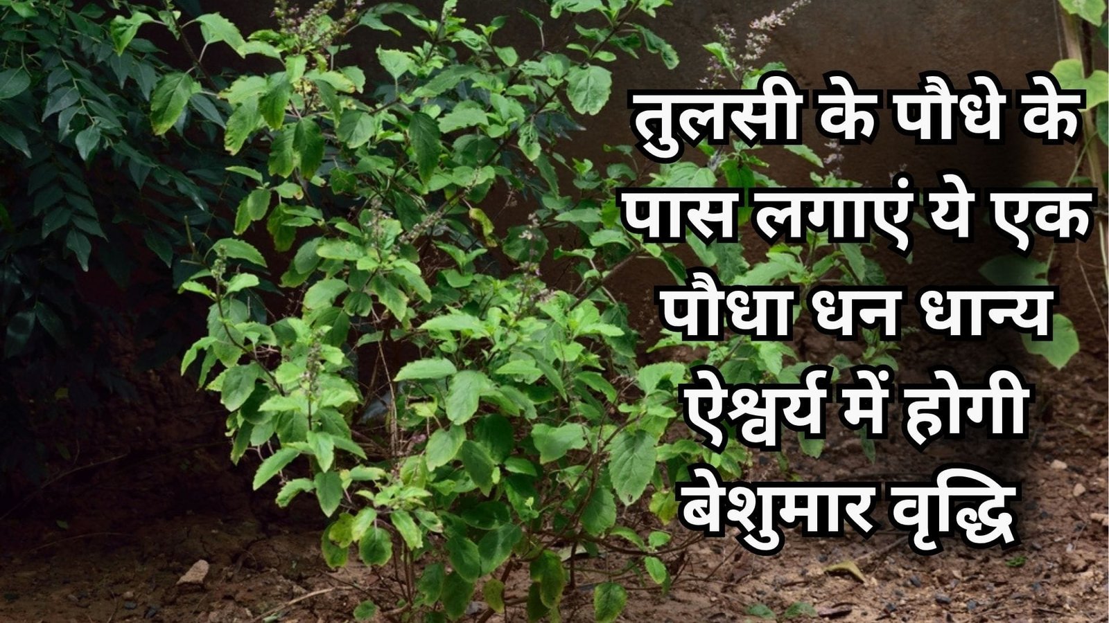 तुलसी के पौधे के पास लगाएं ये एक पौधा, धन धान्य ऐश्वर्य में होगी बेशुमार वृद्धि पैसों की तंगी होगी दूर, जाने नाम