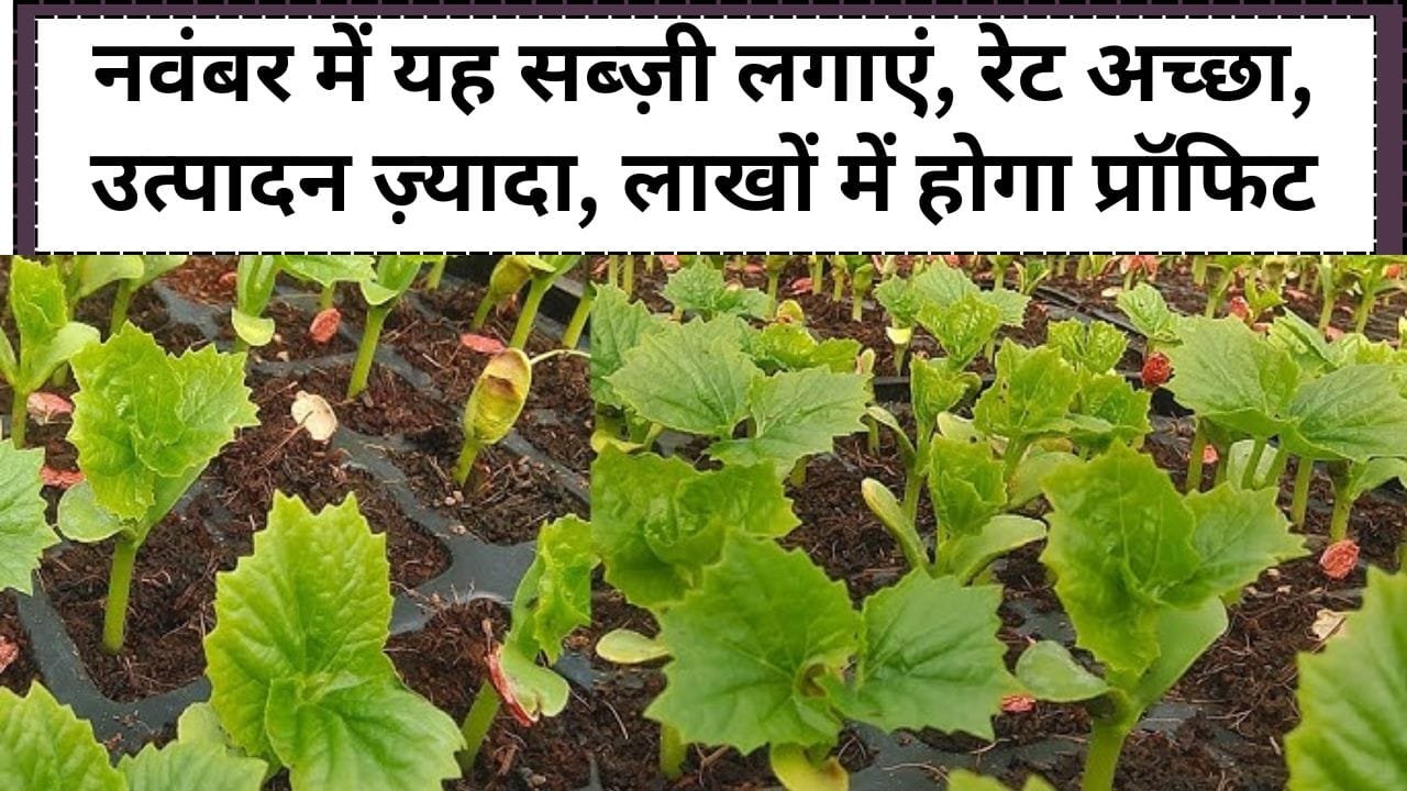नवंबर में यह सब्ज़ी लगाएं