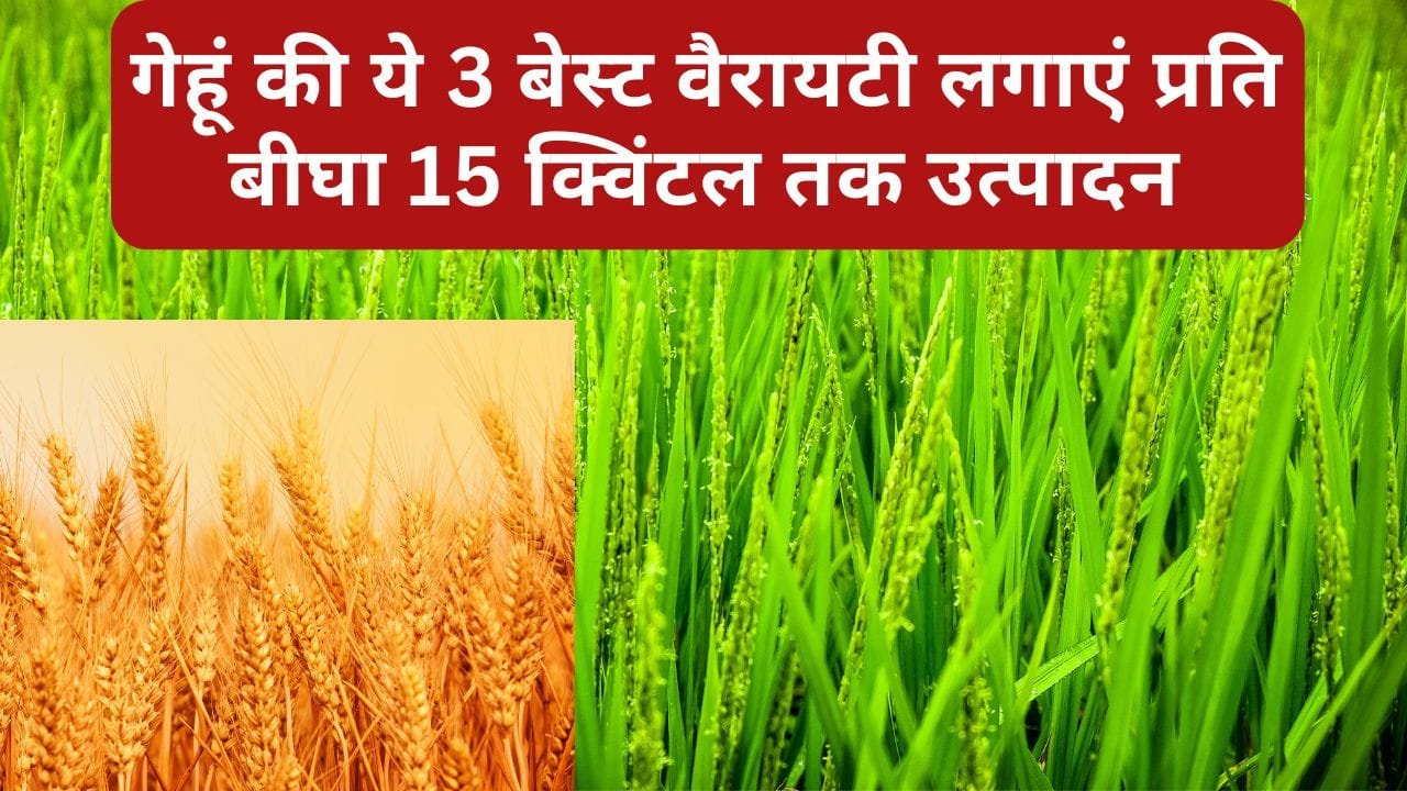 गेहूं की बेस्ट वैरायटी