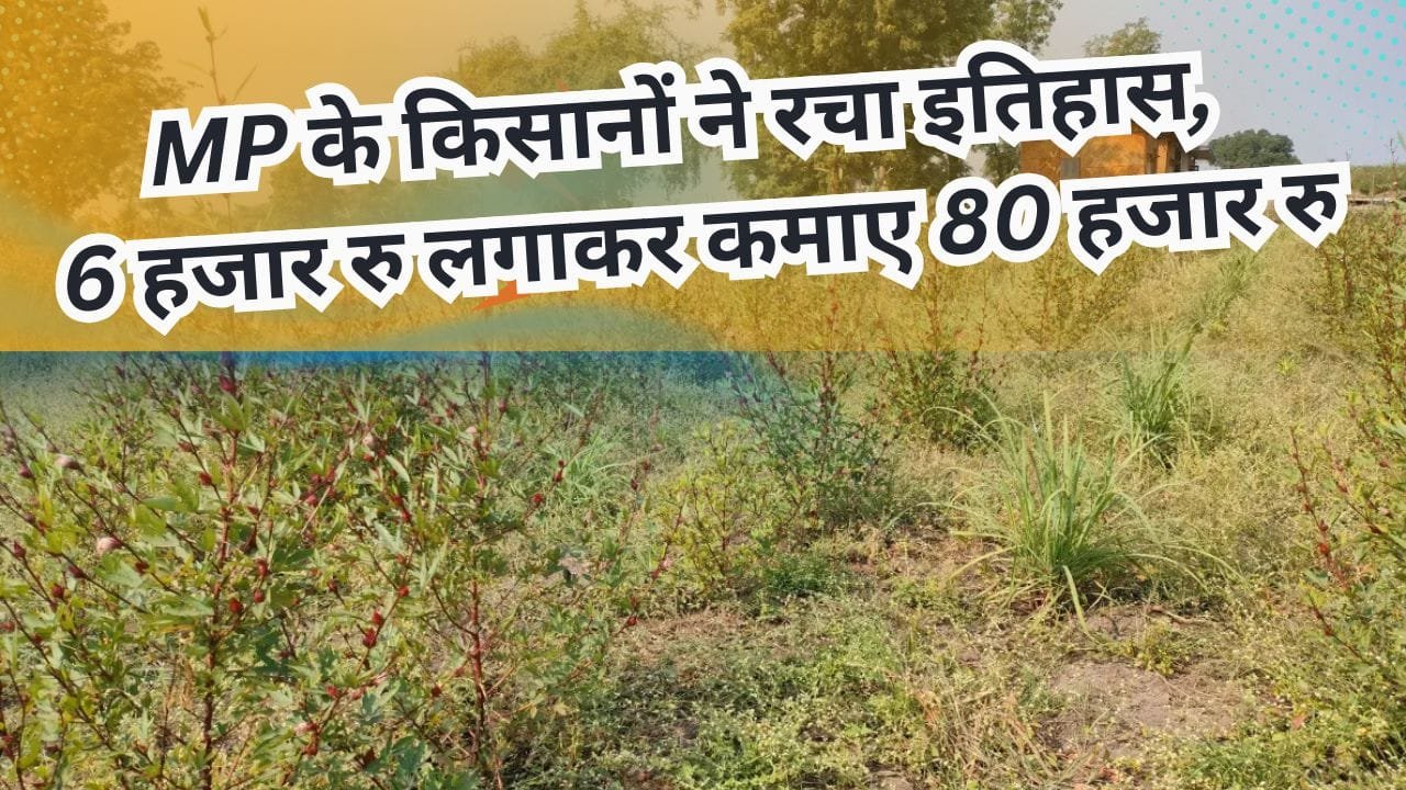 आमडी की भाजी की खेती