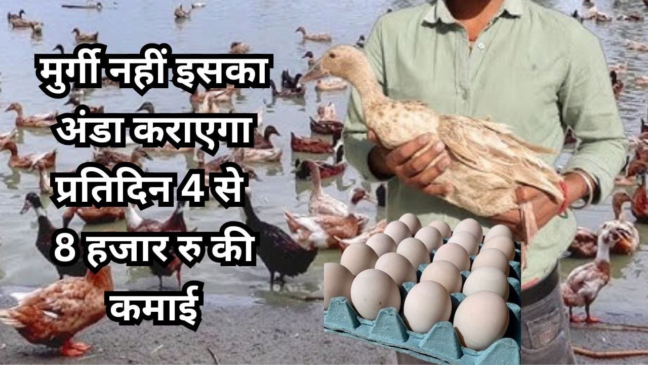 शुरुआत में कितने बत्तख का पालन करें?