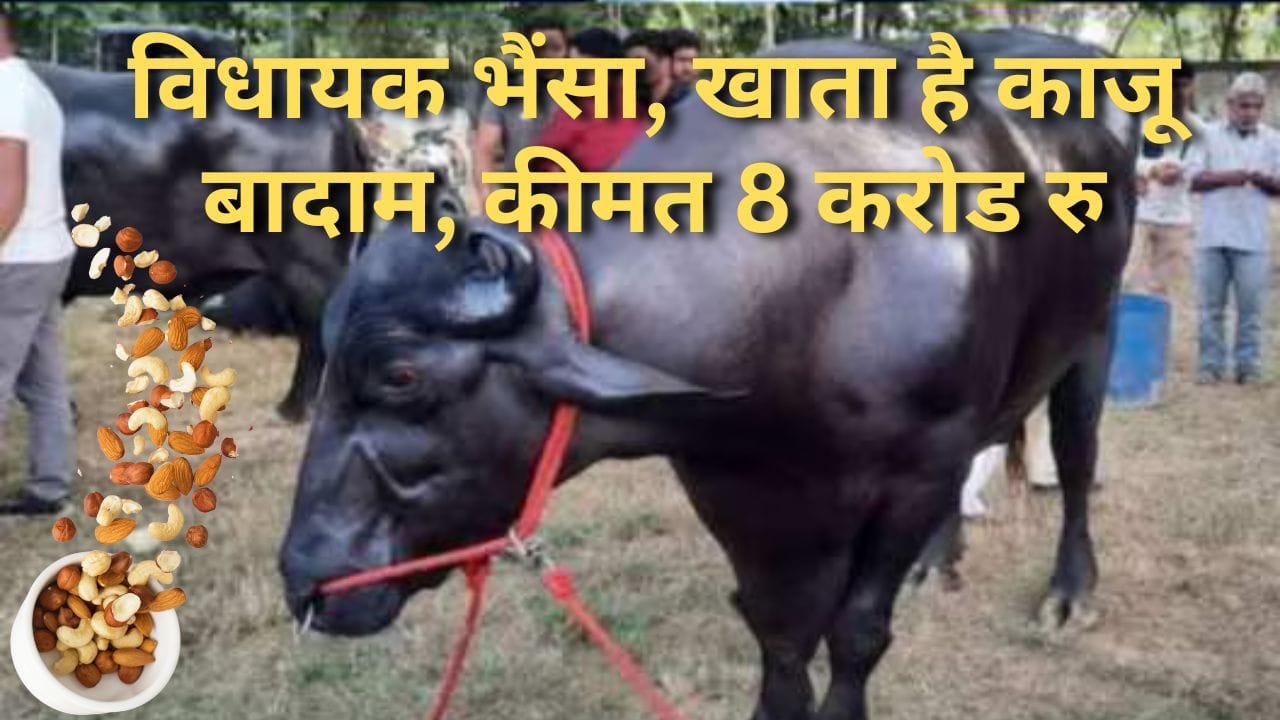 मुर्रा नस्ल का भैंसा