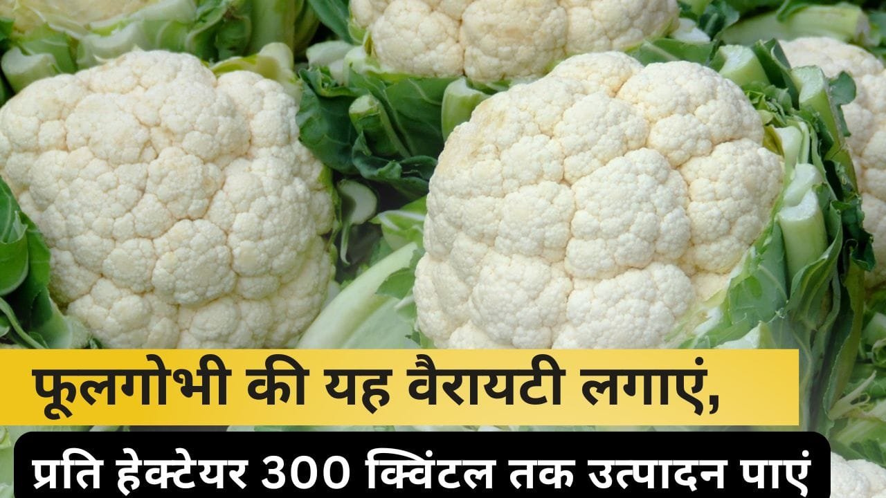 फूलगोभी की उन्नत किस्में