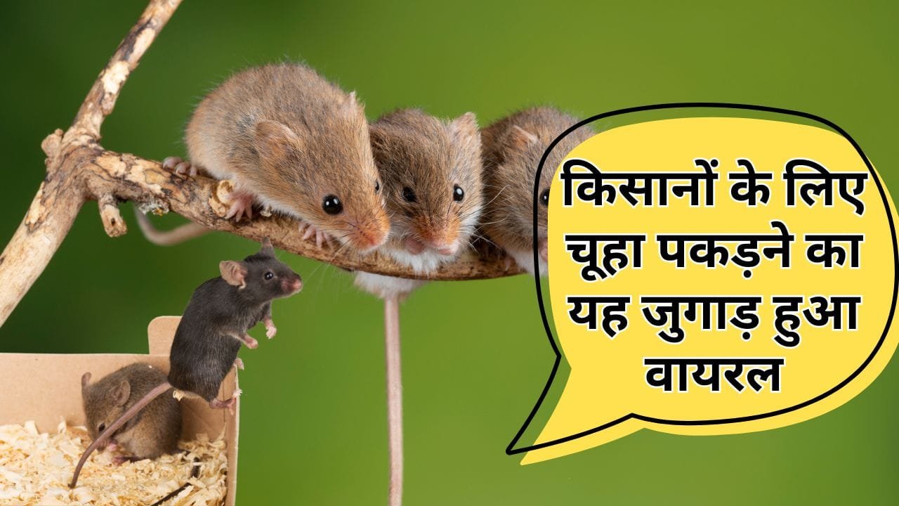 बिना मारे चूहा कैसे भगाएं