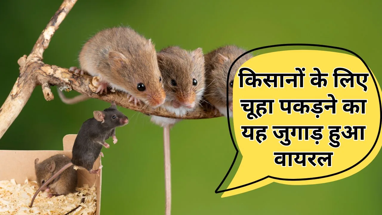 बिना मारे चूहा कैसे भगाएं