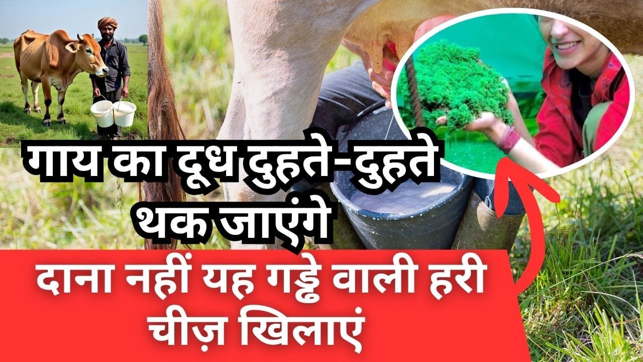 गाय का दूध कैसे बढ़ाएं ?