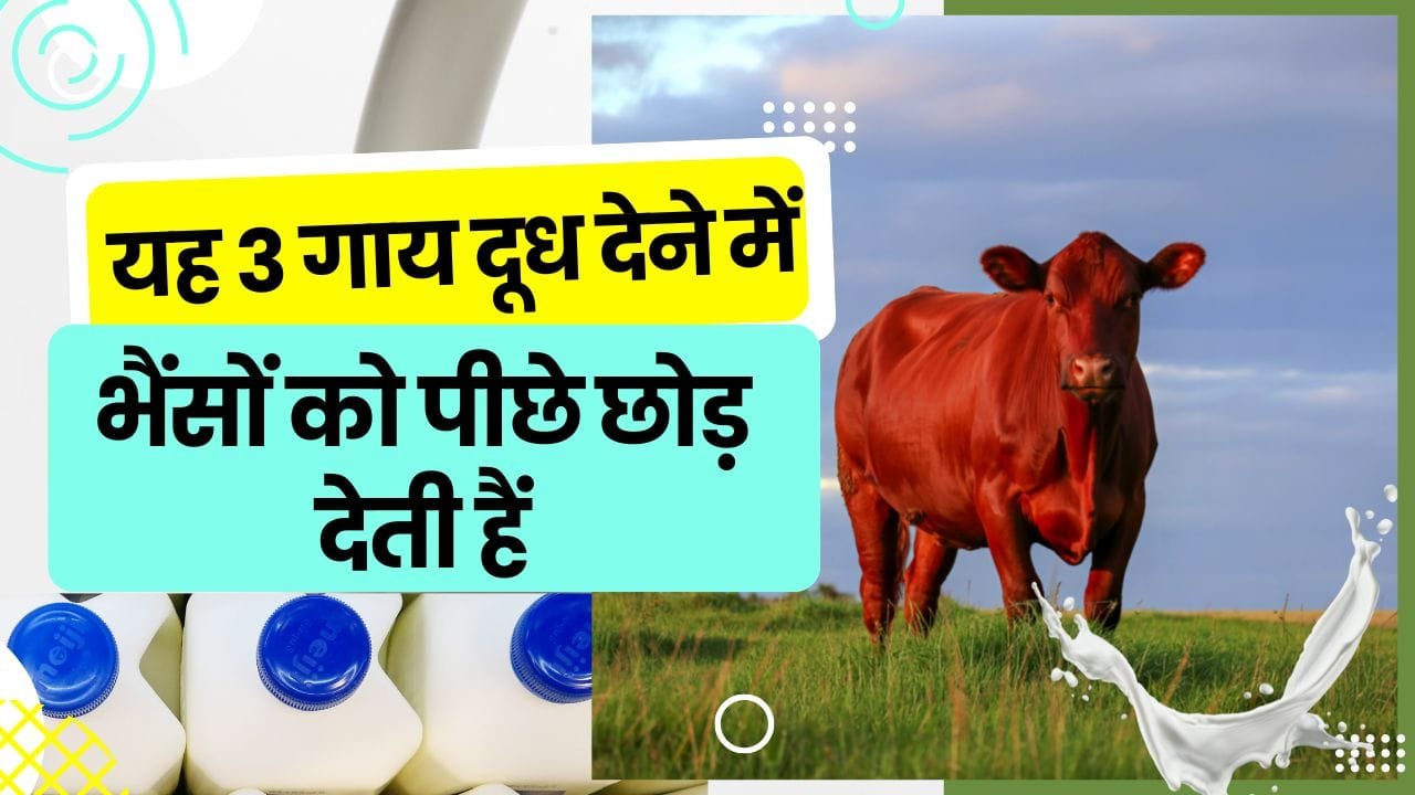 ज़्यादा दूध देने वाली गाय के नाम