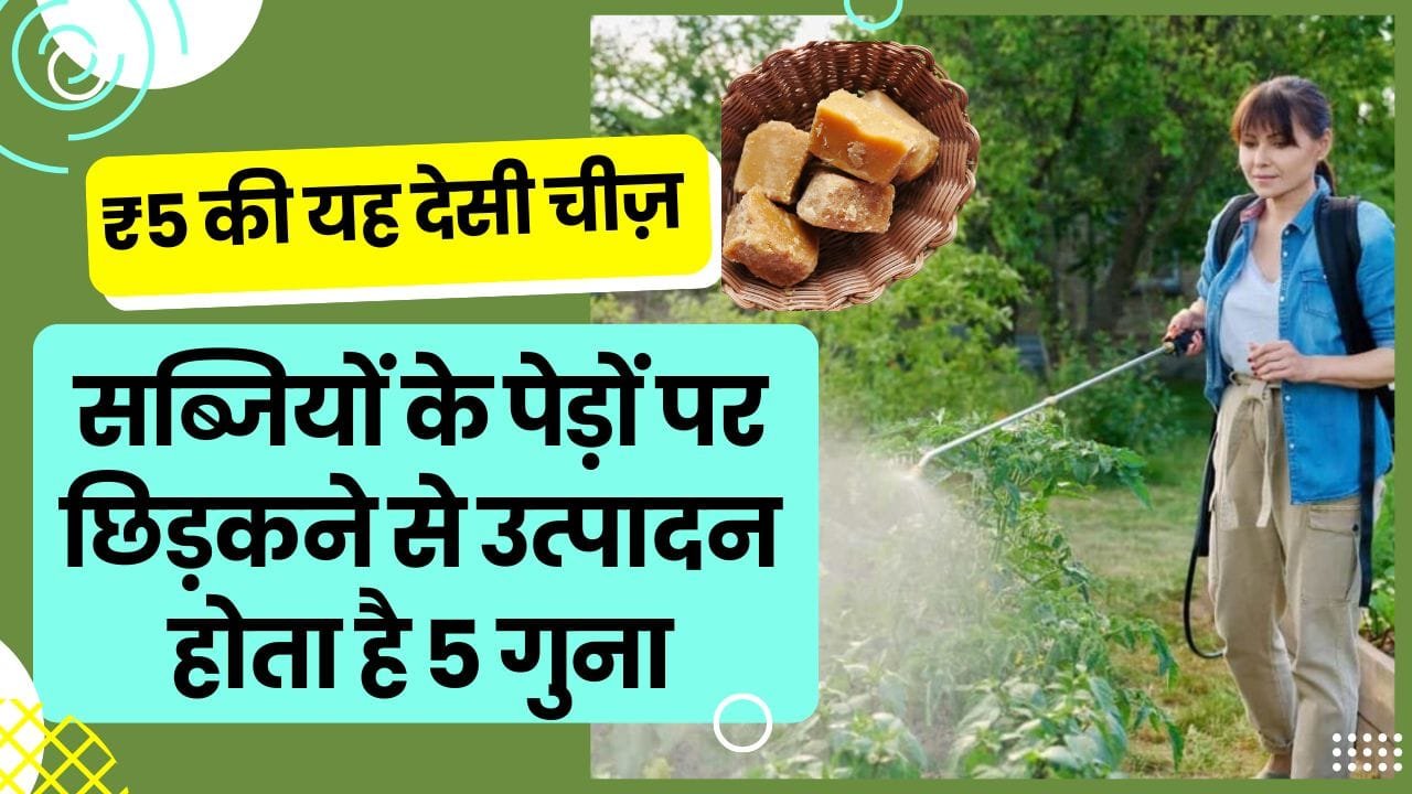 सब्ज़ी का उत्पादन कैसे बढ़ाएं