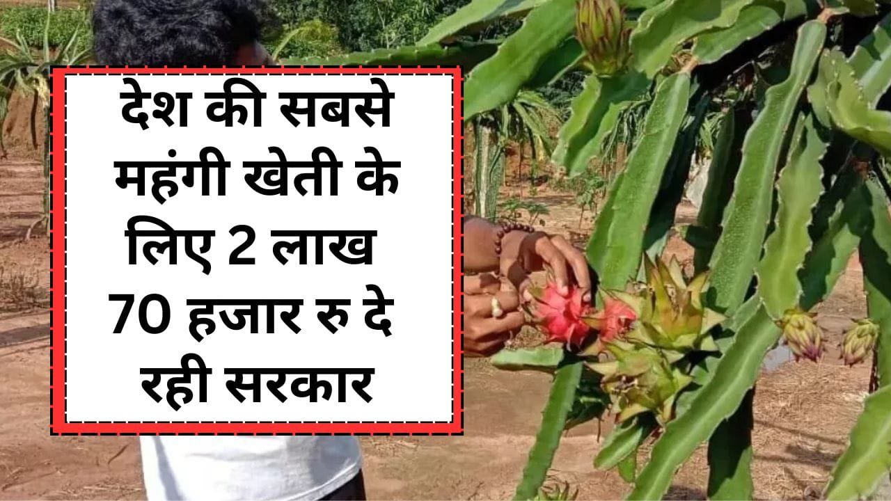 ड्रैगन फ्रूट विकास योजना