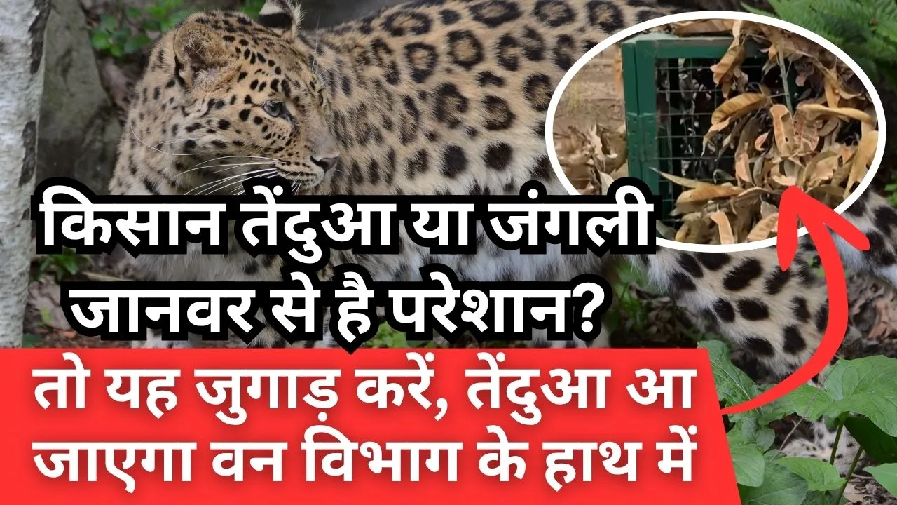 खेतों में रखें यह पिंजरा