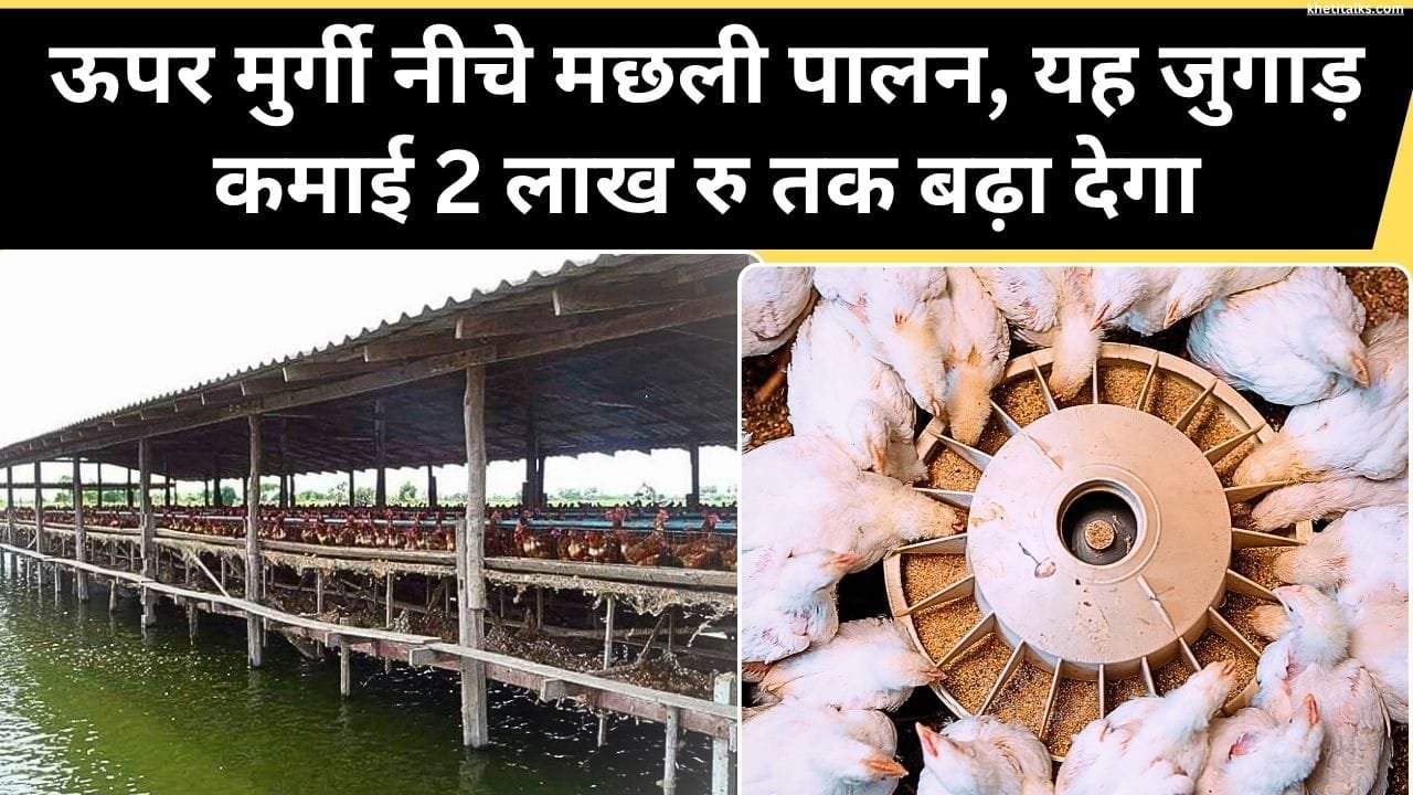 एक साथ मछली और मुर्गी पालन में फायदा